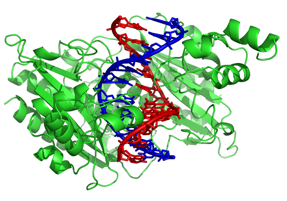 Enzyme de restriction — Wikipédia