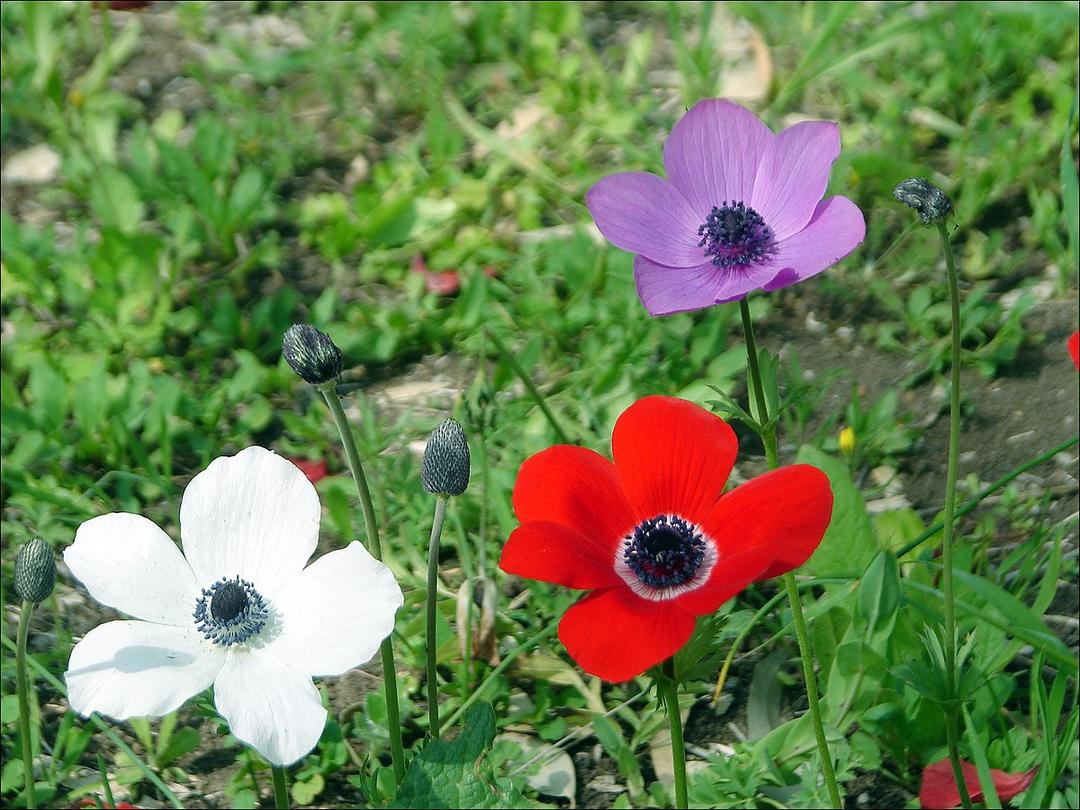 Anemone - Wikipedia