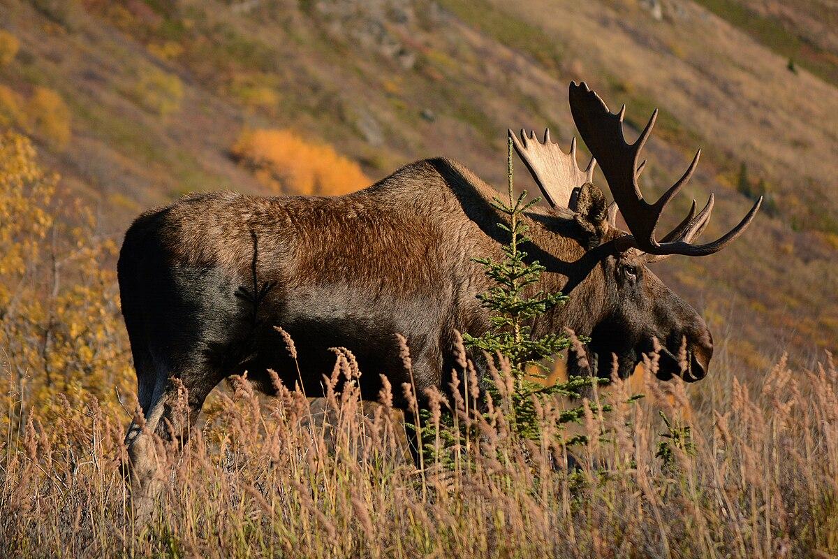 Moose - Wikipedia