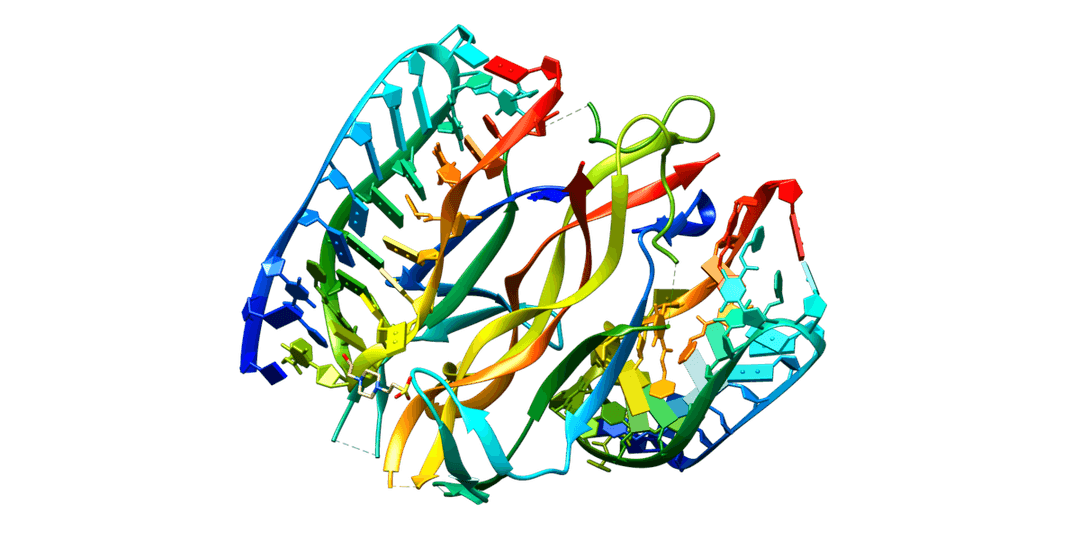 Nerve growth factor - Wikipedia