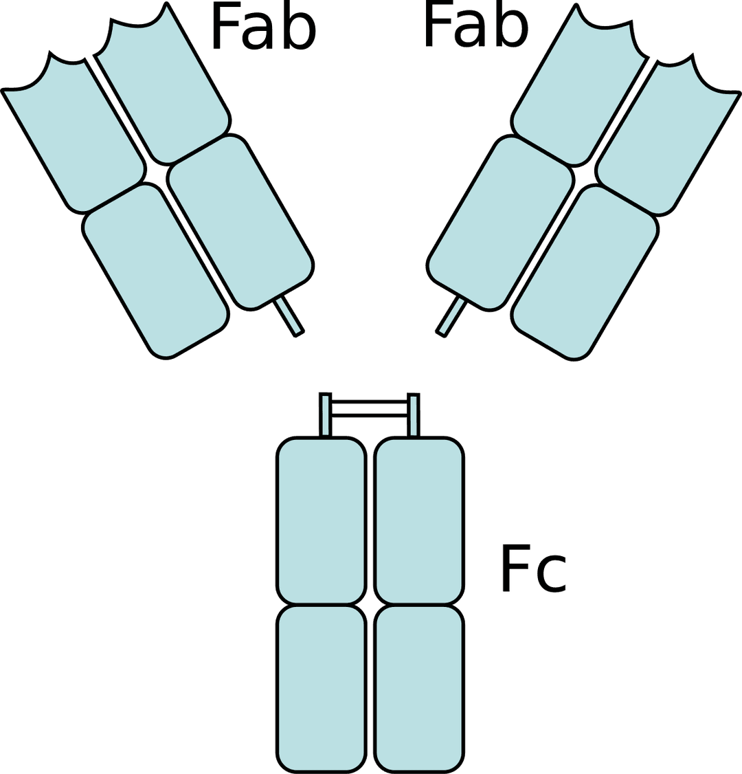 Fragment crystallizable region - Wikipedia