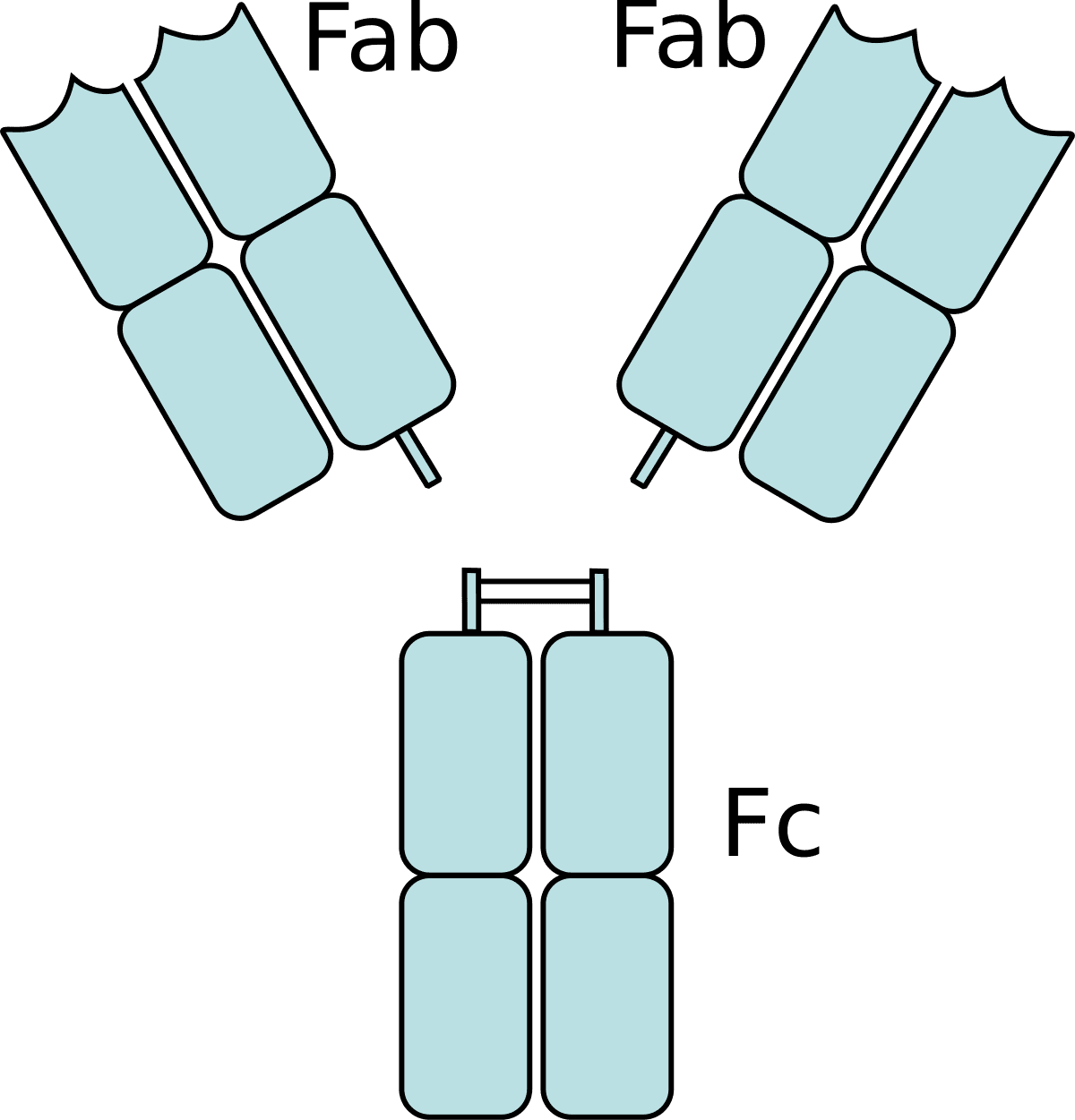 Fragment crystallizable region - Wikipedia