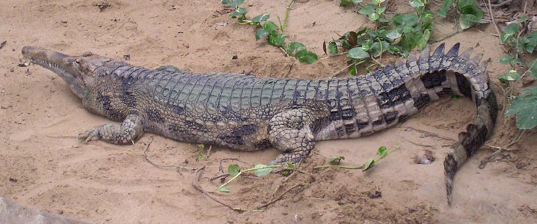 Faux-gavial de Malaisie — Wikipédia