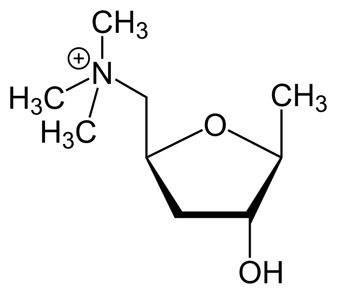 Muscarinic acetylcholine receptor - Wikipedia