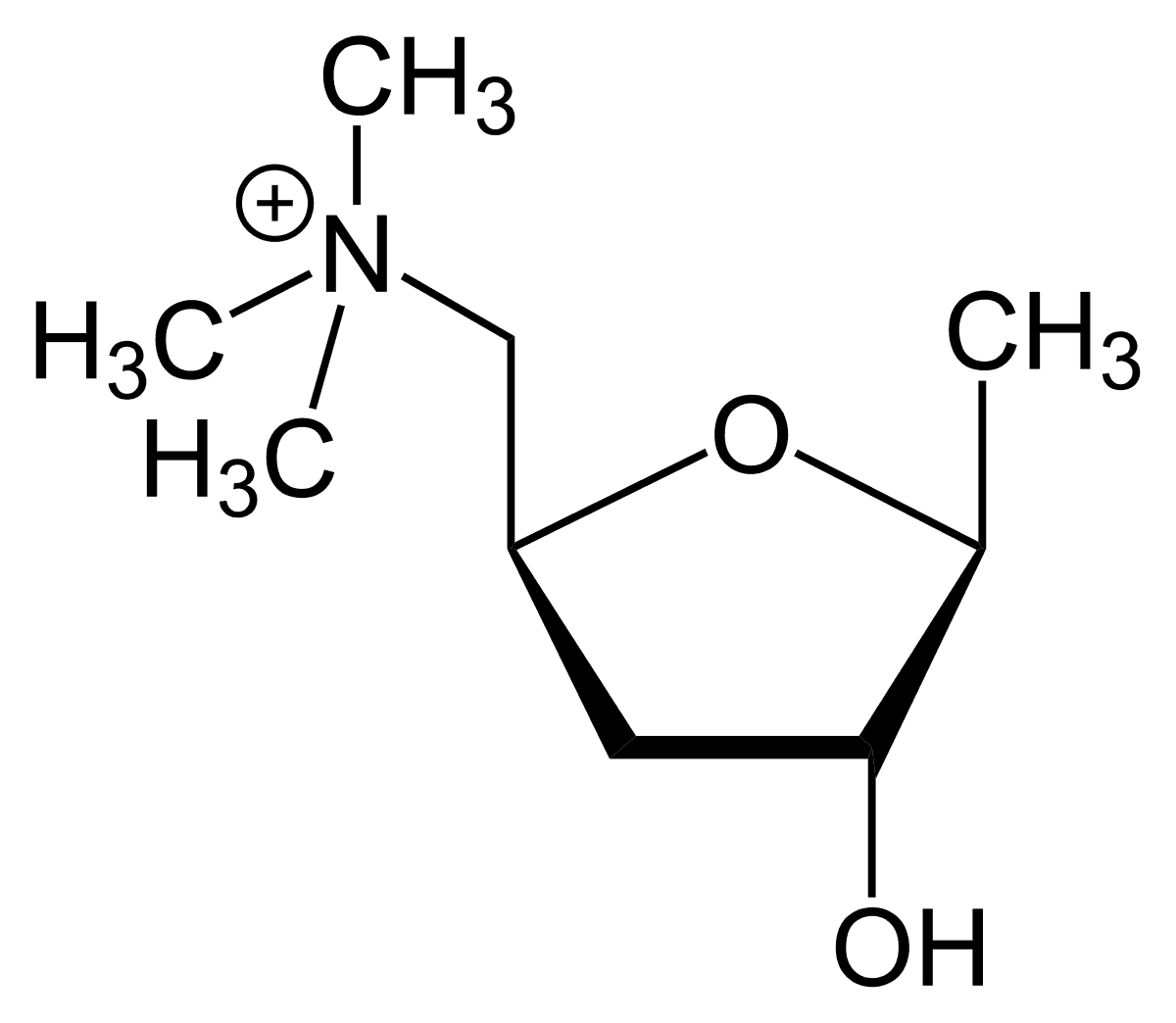 Muscarinic acetylcholine receptor - Wikipedia