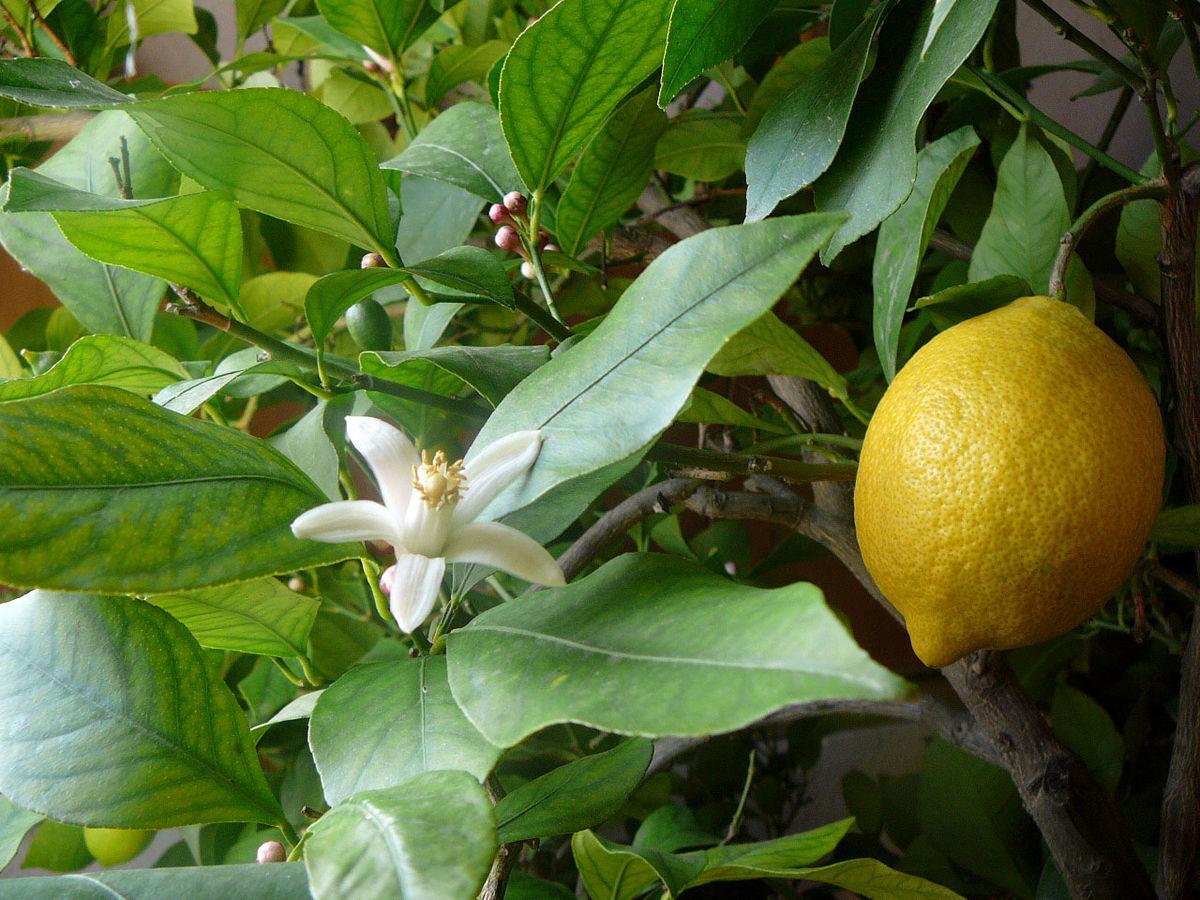 Lemon - Wikipedia