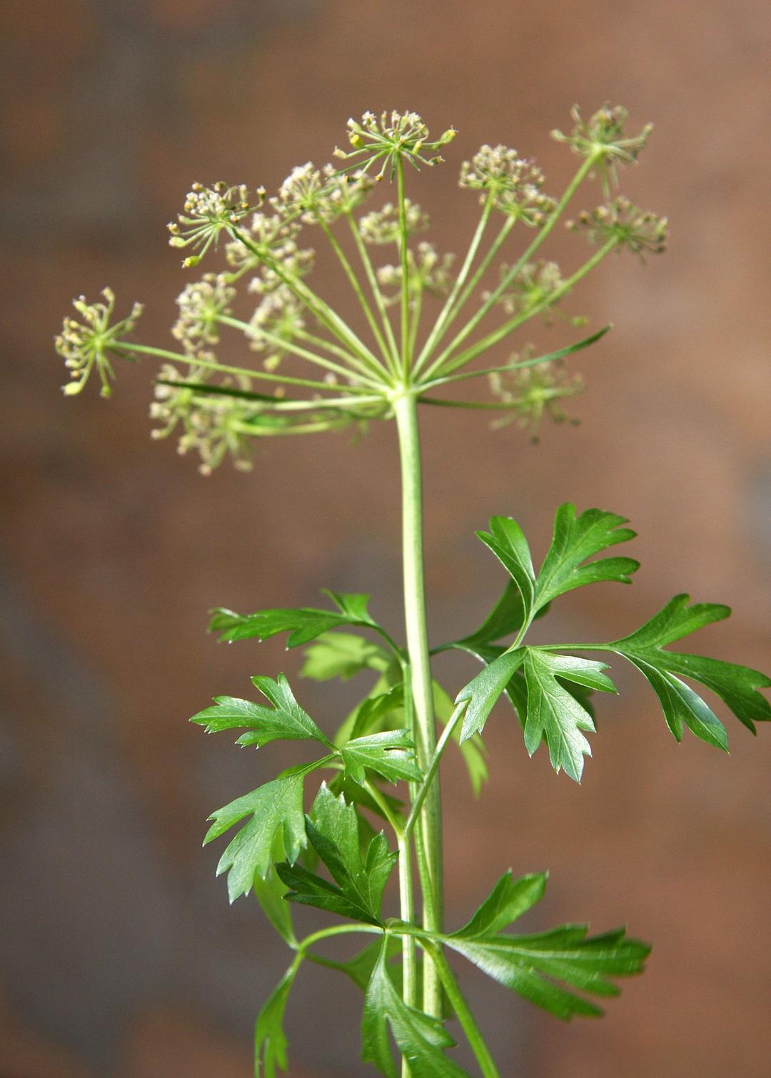 Parsley - Wikipedia