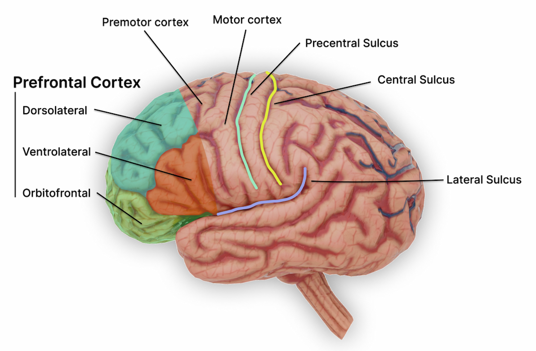 Dorsolateral prefrontal cortex - Wikipedia