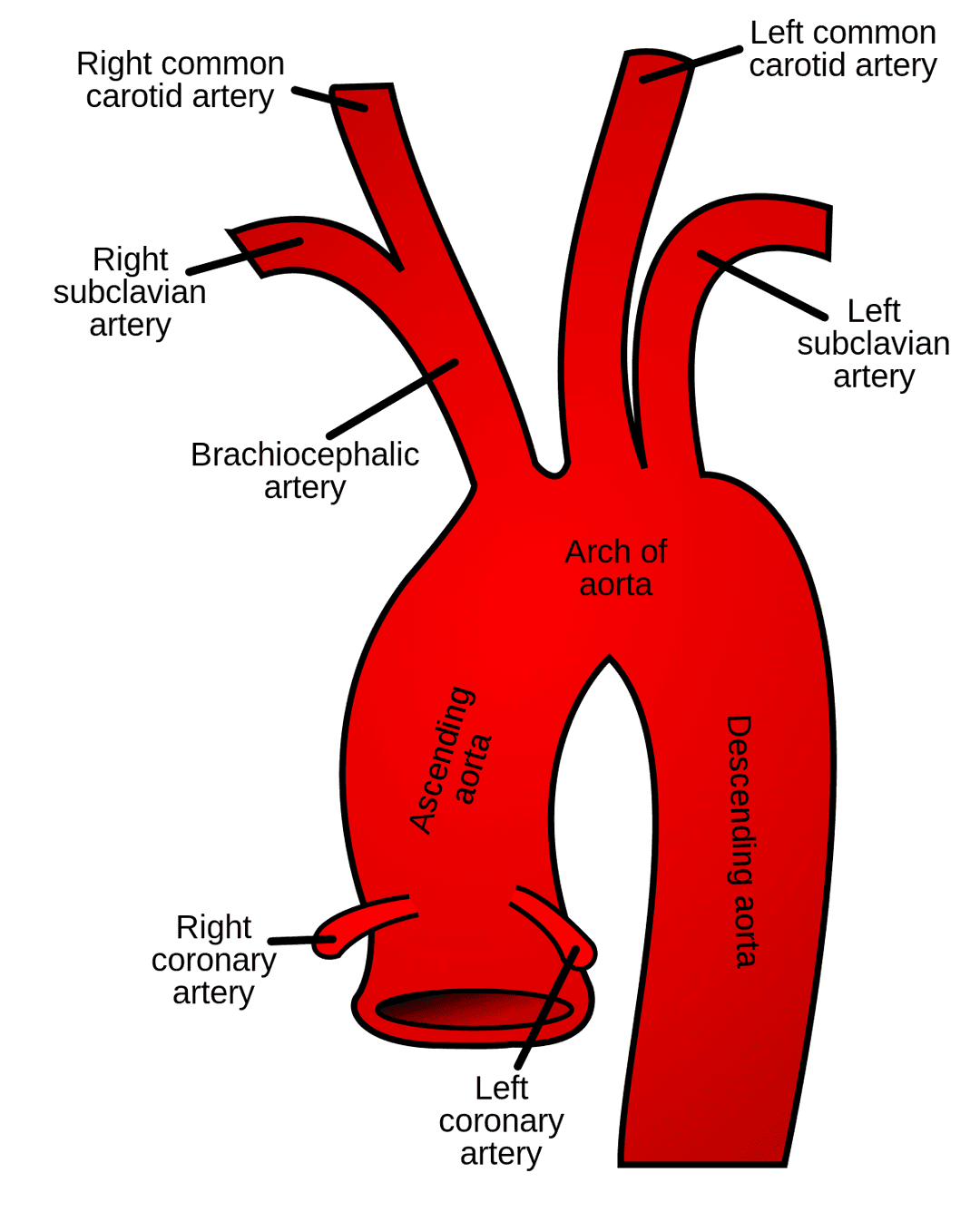 Subclavian artery - Wikipedia