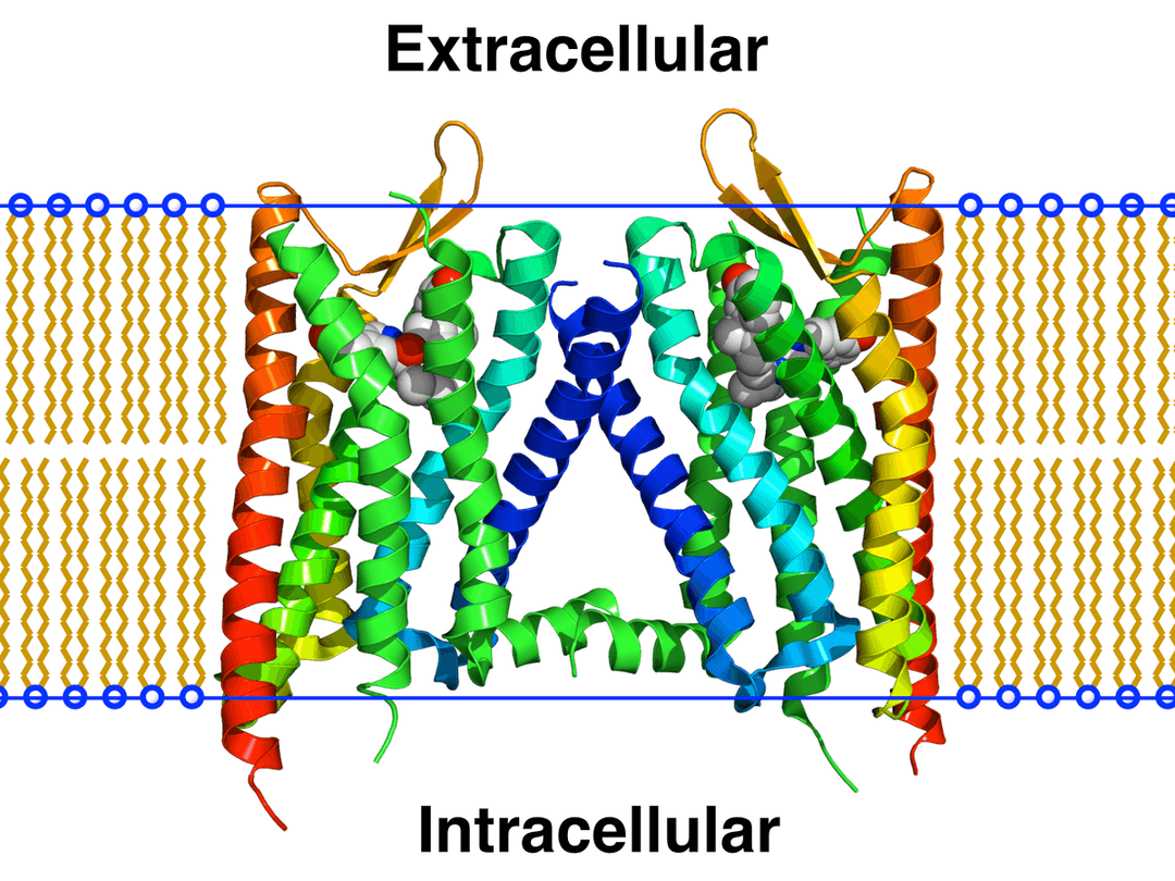 κ-opioid receptor - Wikipedia