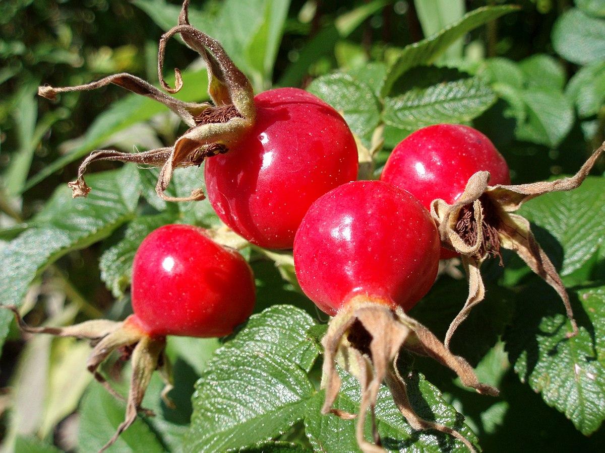 Rose hip - Wikipedia