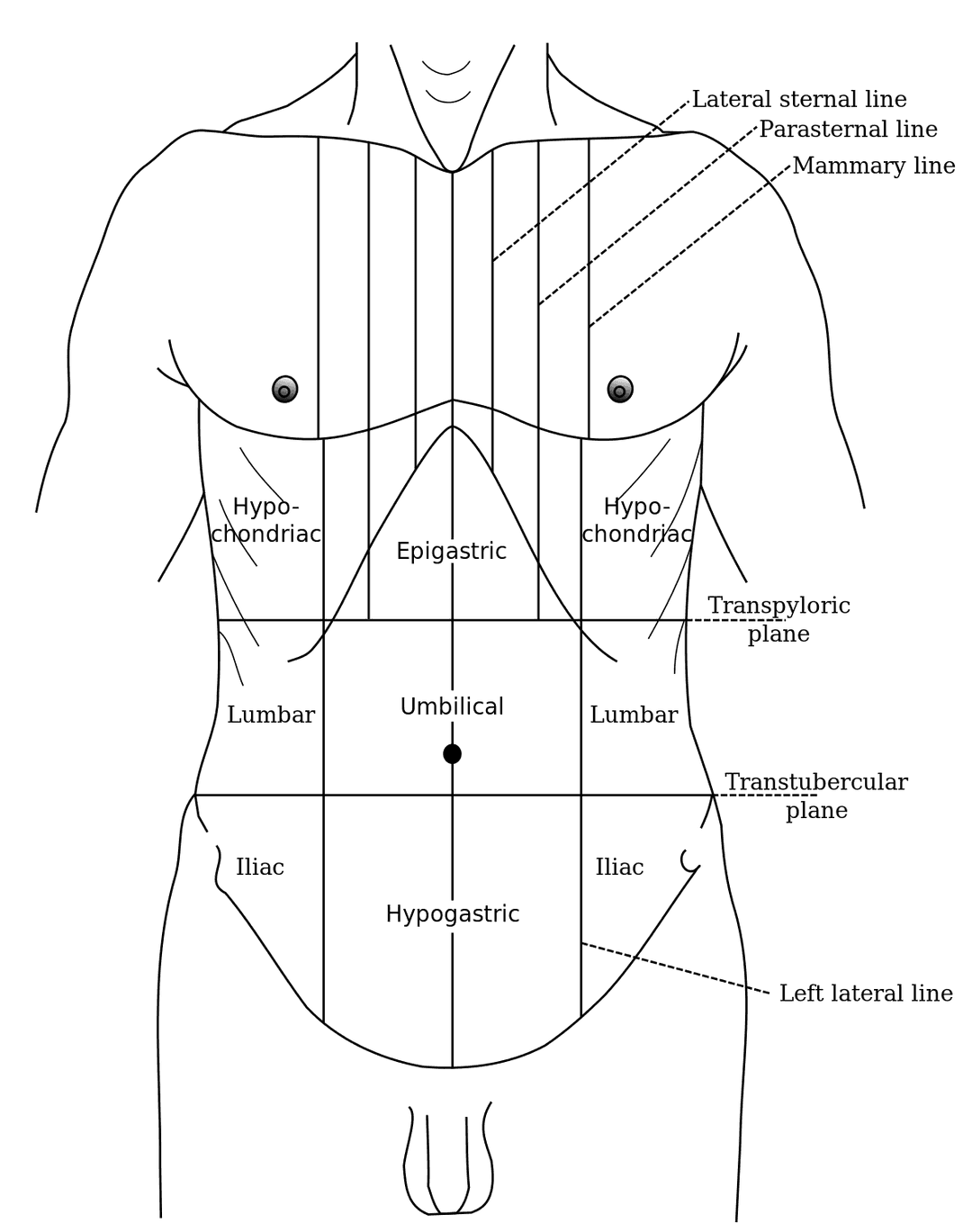 Epigastrium - Wikipedia