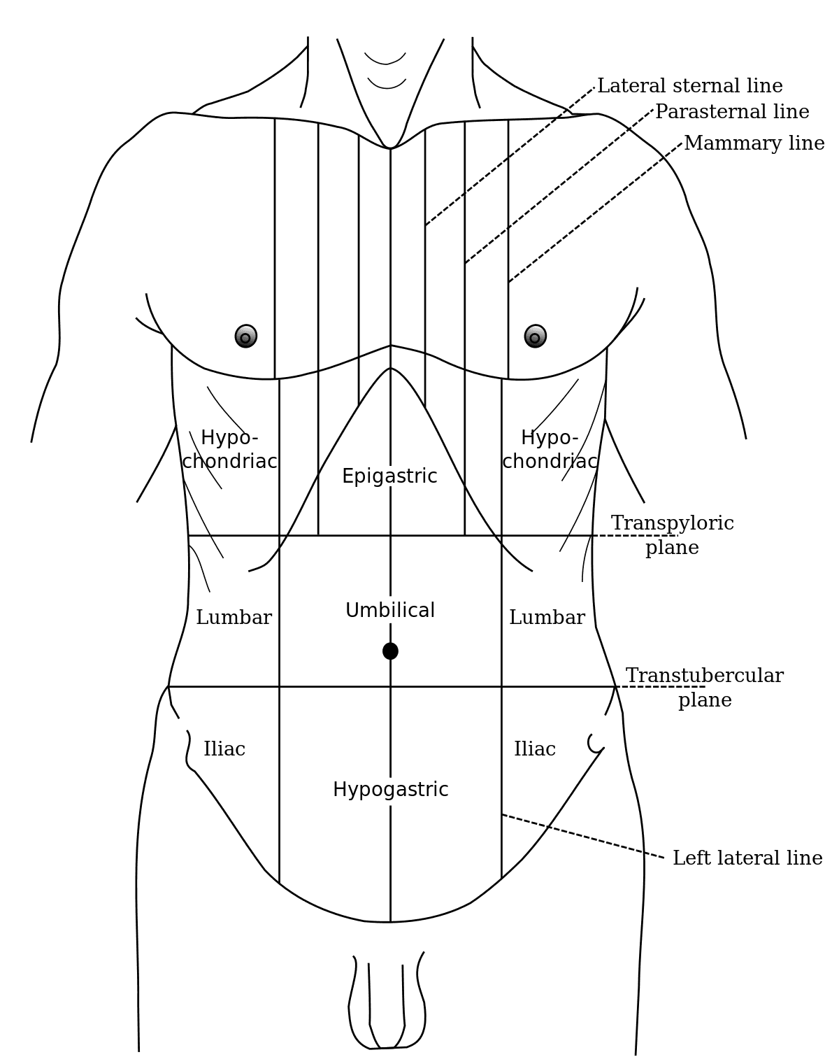 Epigastrium - Wikipedia