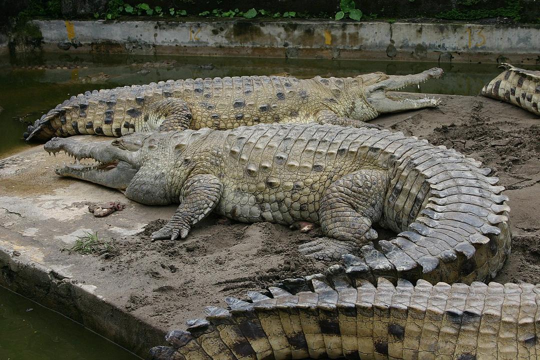 Crocodile de l'Orénoque — Wikipédia