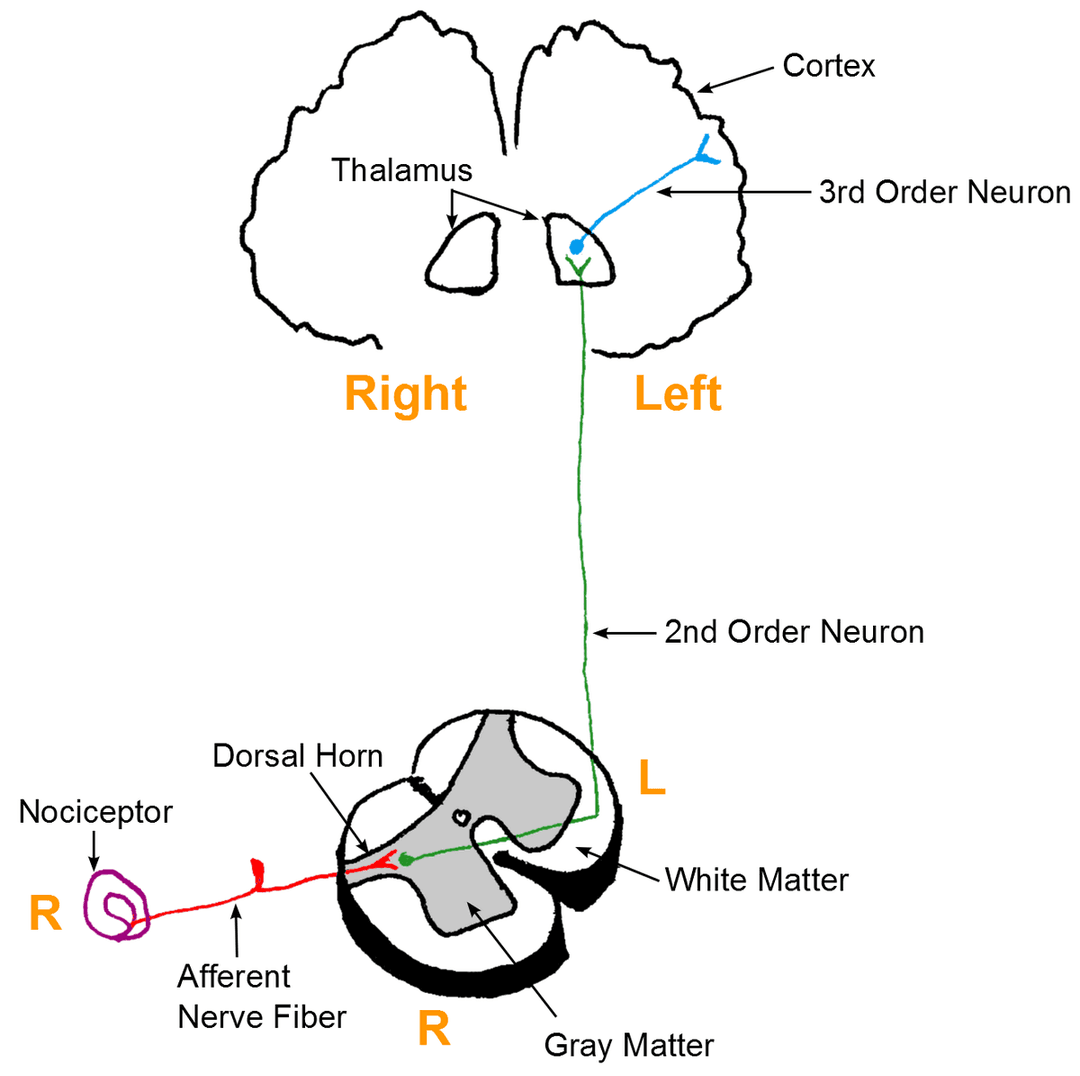 Douleur neuropathique — Wikipédia