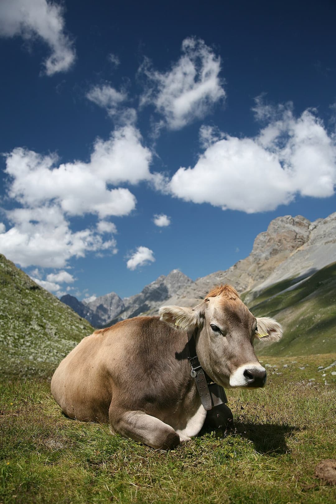 Bos taurus — Wikipédia