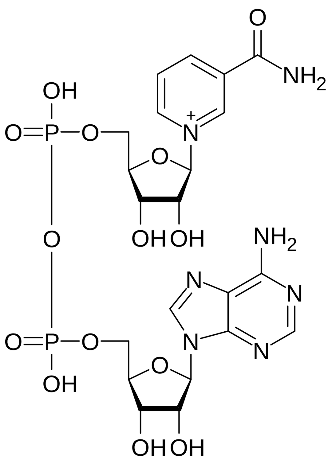 Nicotinamide adenine dinucleotide - Wikipedia