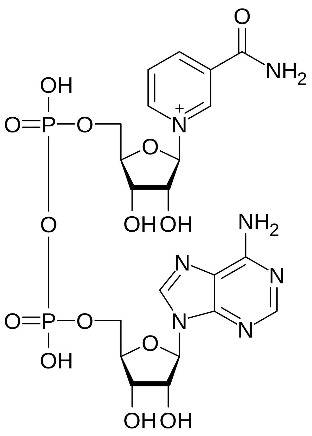 Nicotinamide adenine dinucleotide - Wikipedia