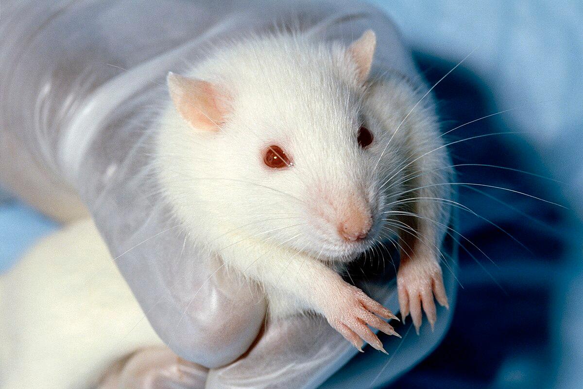 Animal testing on rodents - Wikipedia