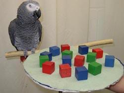 Alex (parrot) - Wikipedia