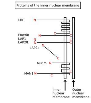 Inner nuclear membrane protein - Wikipedia