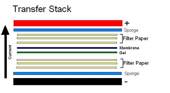 Electroblotting - Wikipedia