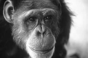 Washoe (chimpanzee) - Wikipedia