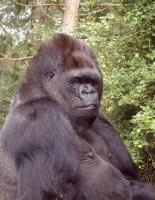 Koko (gorilla) - Wikipedia