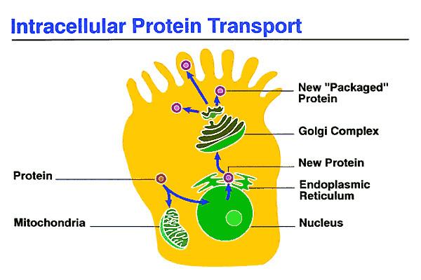 Intracellular transport - Wikipedia