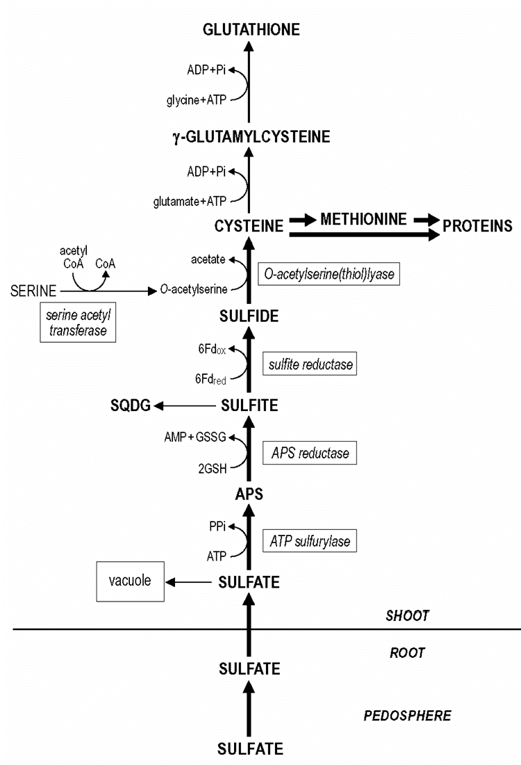 Sulfur assimilation - Wikipedia