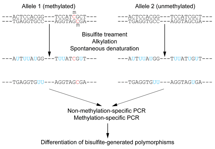 Bisulfite sequencing - Wikipedia