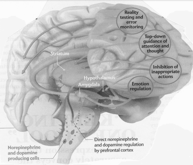 Attention deficit hyperactivity disorder - Wikipedia